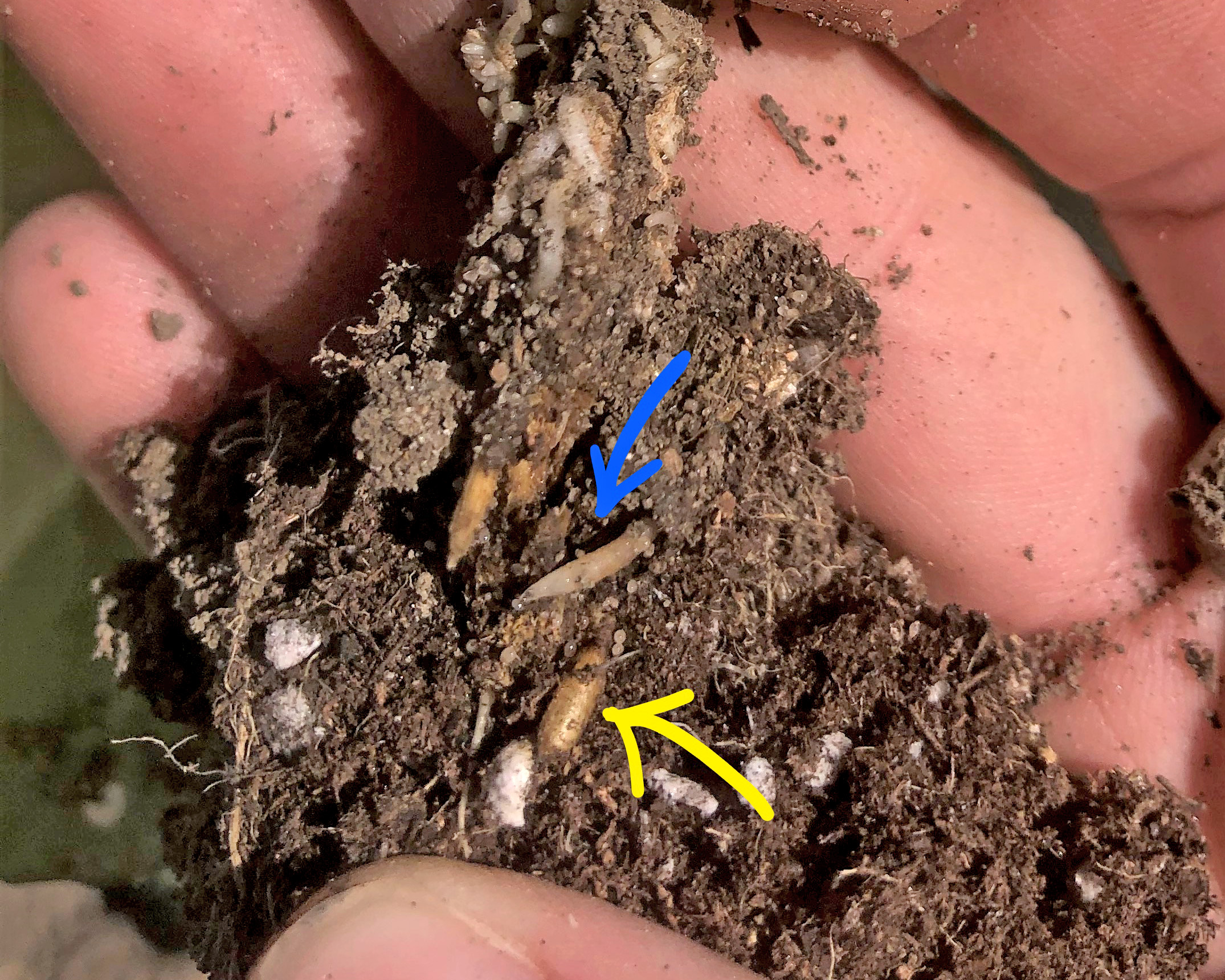 Cabbage maggot larvae and pupae